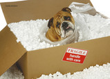 Boxed-In Bulldog 7x5 Folded Card
