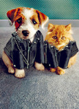 Leather Jacket Animals 5x7 Folded Card