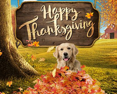 Thanksgiving Surprise Interactive