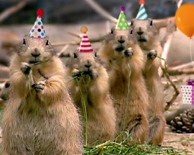 Prairie Dog Birthday Song (Personalize Lyrics) Birthday eCards