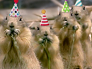 Prairie Dog Birthday Song (Personalize Lyrics) Birthday eCards