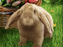 Talking Bunny (Personalize) Easter eCards