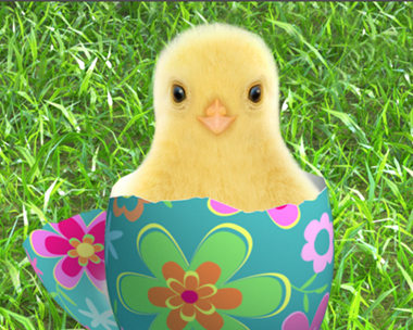 Talking Easter Chick (Personalize)