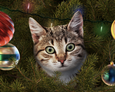 Talking Cat Christmas Ecard (Personalize) Christmas eCards