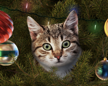 Talking Cat Christmas (Personalize) Christmas eCards