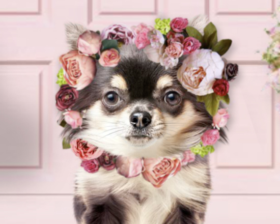 Happy mothers day store chihuahua