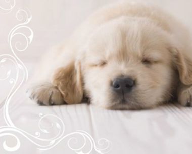 Hard at Work Just Because eCards