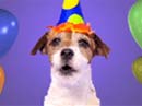 Woofy Birthday Ecard Birthday eCards