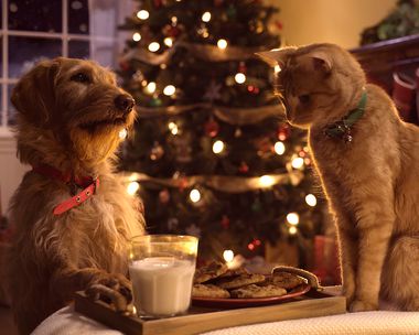 Three Pets' White Christmas (Famous Song)