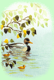 duck and ducklings swimming under branch