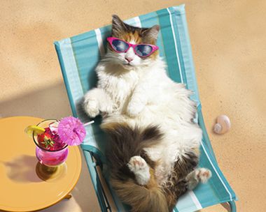 National Cat Day 10/29/18