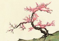Plum Blossom