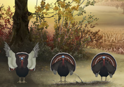 Pecking Order