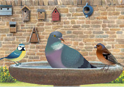 Bird Day