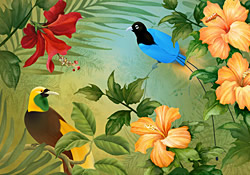 Birds of Paradise