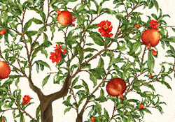 Pomegranate