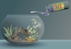 Poor Fish