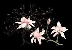 Magnolias