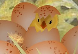 Ballet of the Chicks
