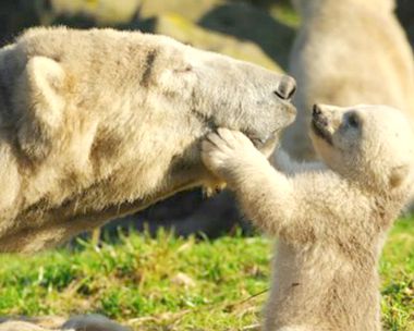Moms Make Us Smile Song
