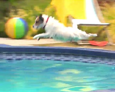 How Dogs Celebrate Summer