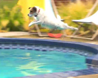 Dogs Celebrate Birthdays