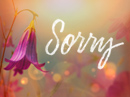 So Sorry Sorry eCards