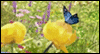 Joyful Easter