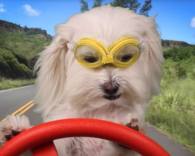 Tail-Waggin' Birthday Birthday eCards