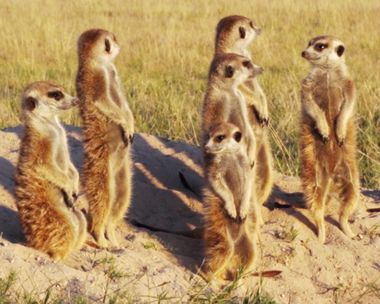 Nicest Friend Birthday