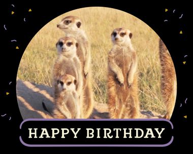 Meerkat Birthday