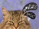 Mondays Suck! Just Because Postcards
