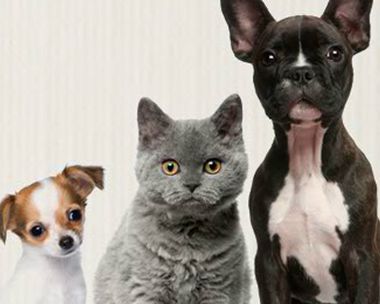 Furry Thanks Reply Card