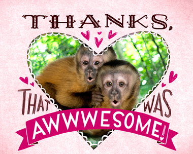 Awwwesome Reply Card