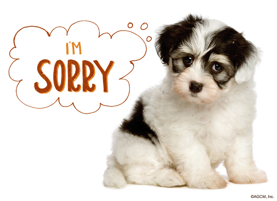 Doggone Sorry Ecard (Postcard) artwork