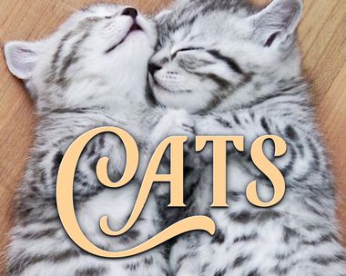 International Cat Day 8/8