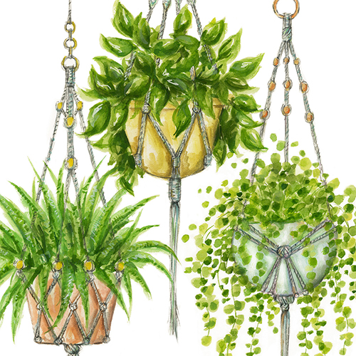 Bella Plant Wallpaper