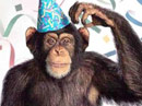Party Monkey Talking Card Birthday eCards