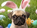 Pugs Bunny Talking Card Easter eCards