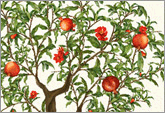 Pomegranate