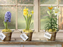 Birthday Garden <br> Interactive