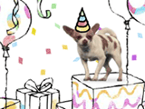 Dog Translator Interactive Birthday eCards