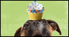 Go For The Frosting