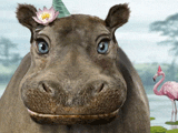 Hippo Birthday<br>Talking Card