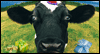 Holy Cow!<br>Talking Card