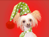 Fleas Navidad