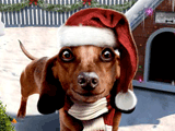 Wiener Wonderland<br>Talking Card