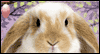 Bunny Banter<br>Talking Card