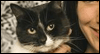 June is Adopt a Shelter Cat Month!