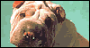 Sorry Shar-Pei